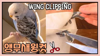 앵무새 사랑앵무 윙컷 윙트리밍✂ [귀여운 애완동물 분양,입양]