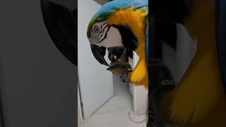 앵무새의 부리힘은 얼마나 강할까? #청금강앵무새 #ma…