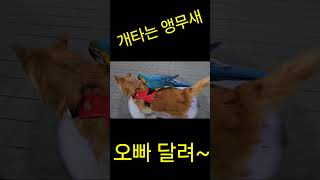 앵무새가 개 타고다녀요 #강아지 #앵무새 #parrot #마카우앵무새 #노래하는앵무새 #반려동물 #대한이 #청금강앵무새 청하 #오빠달려