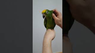 옐로우 크라운 아마존 앵무새 터치하기