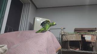 귀농귀촌 앵무새 놀아주기 Playing parrots in returning to farming and rural areas.