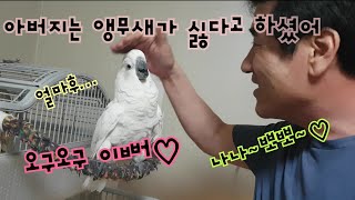 앵무새 데려오면 갖다버리겠다던 아빠