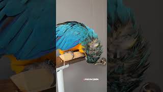 앵무새 부리 힘 세냐고요? 부러질까 겁난다고요..? #앵무새