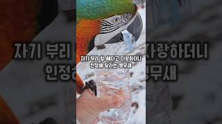 치악력이 사자보다 센 앵무새가 힘자랑 하더니 인정해 달래요  #할리퀸마카우마르코 #치악력 #너님최고