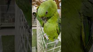 Amazon parrot  #petmarket #dub…