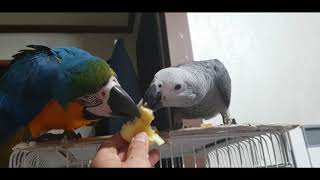 청단이(청금강앵무새)에게 처음으로 사과를 줘봤습니다 Macaw and african Gray Parrot eating apples#