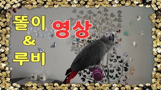 똘이는앞에나오고,루비는뒤에나와요.[연구대상]