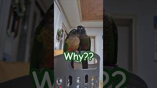 뭐하는거니?#앵무새의 이상한행동#코뉴어앵무새#하랑이#하봉이#parrot#cute