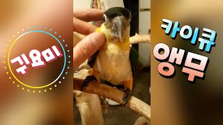 귀여운 카이큐앵무