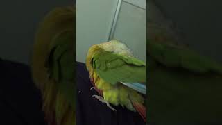 몸 단장하는 소망이(코뉴어)