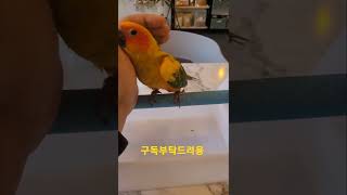 만져달라고 다가오는 썬코뉴어앵무새 #shorts
