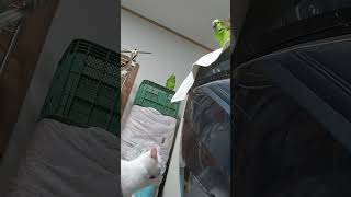 아마존앵무새 놀아주기