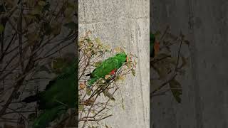 앵무씨! 안녕하세요?