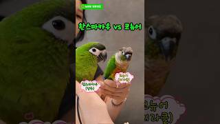 한스마카우VS코뉴어의 만남#앵무새#한스마카우#코뉴어#상추#미라클#늘 #늘해랑