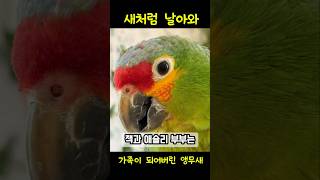 뒷마당에 날아온 앵무새, 가족이 되다 | Parrot …