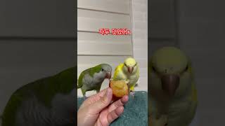 자두는 맛있어~~ #앵무새 #퀘이커 #parrot #자두#처음먹어보는