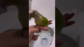 똥오줌가리는 아이#앵무새#코뉴어#코코#기저귀따위#금쪽같은내새끼
