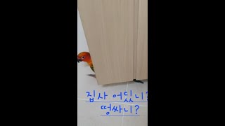 화장실도 쫓아오는 껌딱지 앵무새 썬코뉴어 보리 #shorts