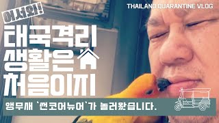 방콕 격리기간 앵무새가 놀러왔습니다.