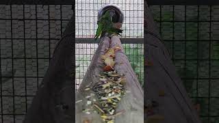 세네갈 앵무새는 오르지 사과와 곡물류만 먹습니다