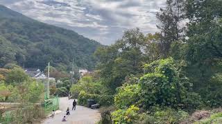 할리퀸 마카우 루카 카페마카우 첫 자유비행 도전!!!