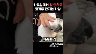 코카투 납치사건 #앵무새 #동물 #코카투 #cockat…