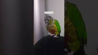 털 뿜는 앵무새 