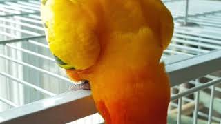 흥부자~ 썬코뉴어 보리