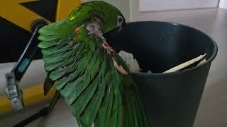 @앵무새. 한스마카우. 13세. 남자. 이름: 지루비