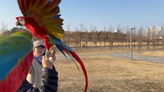 [루카의모험] 할리퀸 마카우 앵무새 루카…