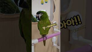  감정표현 확실한 #말하는앵무새 #한스마카우