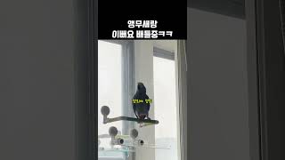 앵무새랑 예쁨 대결 중입니다ㅋㅋ 현실 가족 티키타카 /…