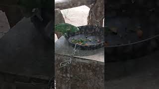 푸른 이마 아마존 앵무