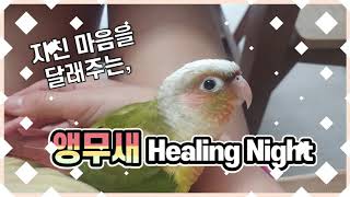 지친 마음을 달래주는 앵무새 힐링나이트 - Healing Night, a parrot soothes your tired heart