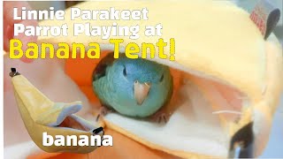 Parrot playing at her banana tent! 바나나 텐트에서 놀고 있는 앵무새