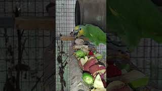 오늘은 찰옥수수 대추 사과 진율미 밤 고구마등을 줬네요