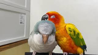 썬코뉴어&amp;퀘이커