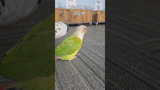 옆에 오는 게 강아지 같음ㅋㅋㅋ #앵무새 #parrot…