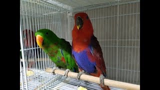 앵무새 심리와 행동 2 (사람도 속는 앵무새 행동) Parrot Psychology and Behavior 2 (A parrot deceiving a person)