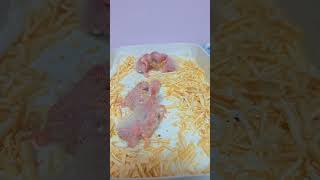 노랑머리 카이큐 한 아이가 부화 했어요.