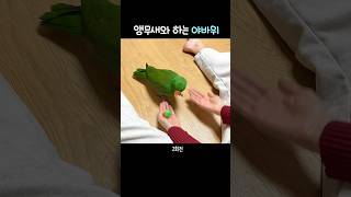 앵무새와 하는 야바위 놀이                  #뉴기니아#뉴기니아앵무새 #앵무새 #eclectus #eclectusparrot #parrot #shorts