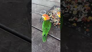 앵이들이 젤로 조용한 시간‍ #birds #카이큐 #p…