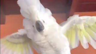 엄브렐라 코카투와 홍금강앵무새