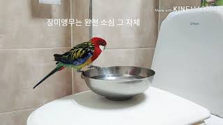 어느 소심한 앵무새의 목욕법