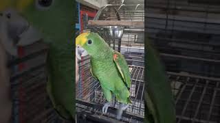 #loroamazonas #parrot #loroyac…