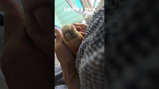 공룡의 후예 앵무새 #parrot #birds #반려동물 #동물 #코뉴어 #cute #pets #웬수야