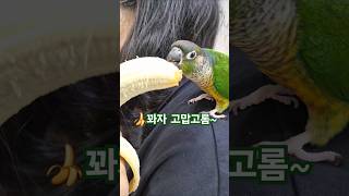 코뉴어앵무새#하랑이#하봉이#parrot#cute#진해성
