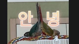 코뉴어앵무새 사총사 라라 루루 대추 후추