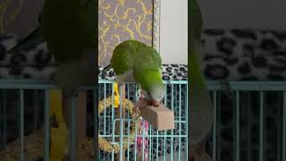 뽑고 또 뽑고#앵무새 #퀘이커 #parrot #뽑기