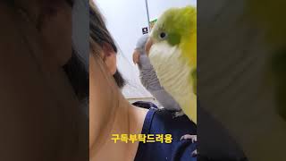 어깨에서 짹짹거리는 퀘이커앵무새 #shorts